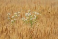 Daisies growing on a Golden field with ripe ears of corn Royalty Free Stock Photo