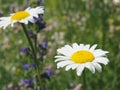 Daisies