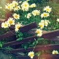 Daisies growing near a wooden fence Royalty Free Stock Photo