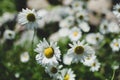 Daisies growing in the wild in the summer Royalty Free Stock Photo