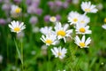 Daisies growing in the wild in the summer Royalty Free Stock Photo