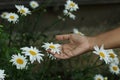 Daisies in a hand. Young woman touch and holding a white daisy chrysanthemum flower in the garden.