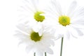 Daisies highkey isolated Royalty Free Stock Photo