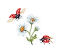 Daisies ladybugs watercolor