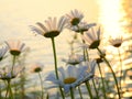 Daisies on a lakeshore at sunset Royalty Free Stock Photo