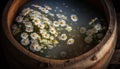 Daisies in a large rustic wooden barrel filled with water. Tincture, decoction, traditional medicine. Photorealistic drawing