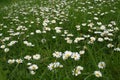 Daisies in a lawn