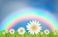 Daisies on a lawn against a rainbow and a blue sky with clouds.