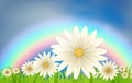 Daisies on a lawn against a rainbow and a blue sky with clouds. Royalty Free Stock Photo