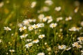 Daisies, lawn of daisy flowers