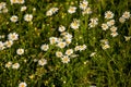 Daisies, lawn of daisy flowers