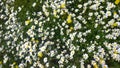 Daisies, lawn of daisy flowers, summer flower field