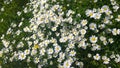 Daisies, lawn of daisy flowers, summer flower field