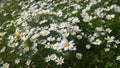 Daisies, lawn of daisy flowers, summer flower field