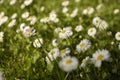 Daisies on the lawn. Summer flowers on the street Royalty Free Stock Photo