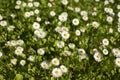 Daisies on the lawn. Summer flowers on the street Royalty Free Stock Photo