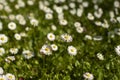 Daisies on the lawn. Summer flowers on the street Royalty Free Stock Photo