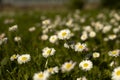 Daisies on the lawn. Summer flowers on the street Royalty Free Stock Photo