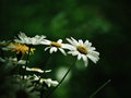 Daisies