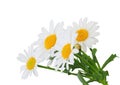 Daisies Margeriten isolated, including clipping path Royalty Free Stock Photo