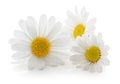 Daisies Margeriten isolated, including clipping path without shade.