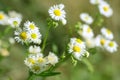 Daisies, Matricaria Chamomilla in meadow, beautiful summer landscape, blossoming camellias natural background with green summer Royalty Free Stock Photo