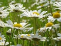 Daisies meadow 1