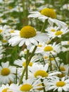 Daisies meadow Royalty Free Stock Photo