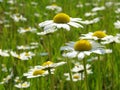 Daisies meadow