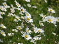 Daisies Royalty Free Stock Photo