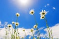 Daisies in the meadow against the blue sky and clouds