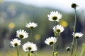 Daisies on a meadow