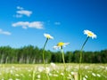 Daisies in meadow with blue sky and fluffy clouds Royalty Free Stock Photo