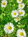 Daisies Meadow Royalty Free Stock Photo