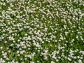 Daisies meadow in the garden Royalty Free Stock Photo