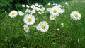 Daisies in meadow Royalty Free Stock Photo