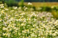 Daisies meadow Royalty Free Stock Photo