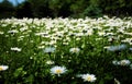 Daisies Meadow Royalty Free Stock Photo
