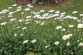 Daisies and more daisies