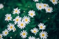 Daisies on mountain Royalty Free Stock Photo