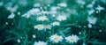 Daisies Royalty Free Stock Photo