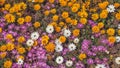 Daisies in Namaqualand