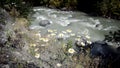 Daisies near the river by the road from Mestia to Ushguli , Svaneti, republic of Georgia