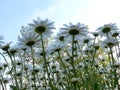 Daisies from a new perspective Royalty Free Stock Photo