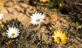 Daisies of odd color