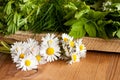 Daisies and other wild edible plants growing in spring