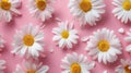 The Daisies on Pink. AI generated Royalty Free Stock Photo