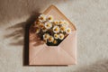 Daisies in a Pink Envelope A Delicate Springtime Scene Royalty Free Stock Photo
