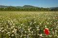 Daisies and poppies in the field near the mountains. Meadow with flowers Royalty Free Stock Photo