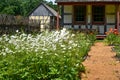 Daisies and Poppies, Square Foot Garden, German House and Barn Royalty Free Stock Photo